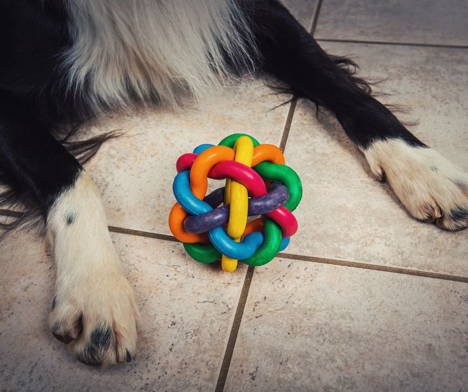 residencia para perros