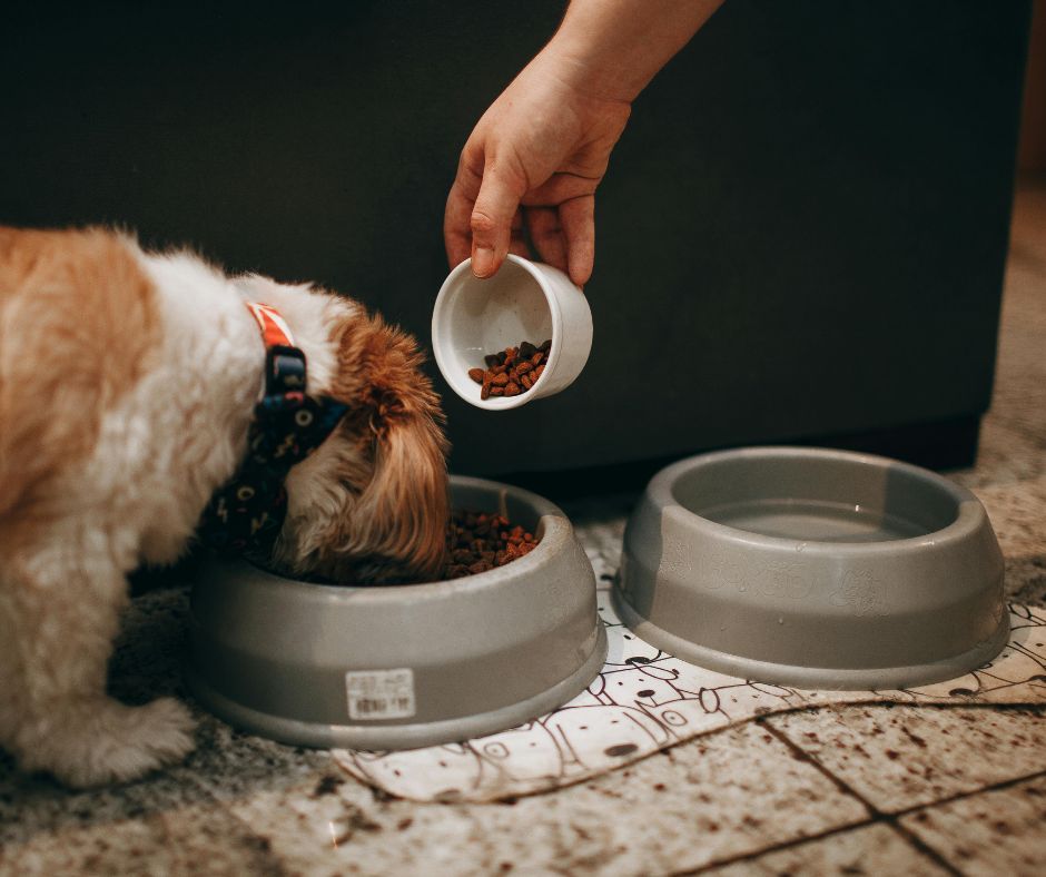 mejores comidas para perro