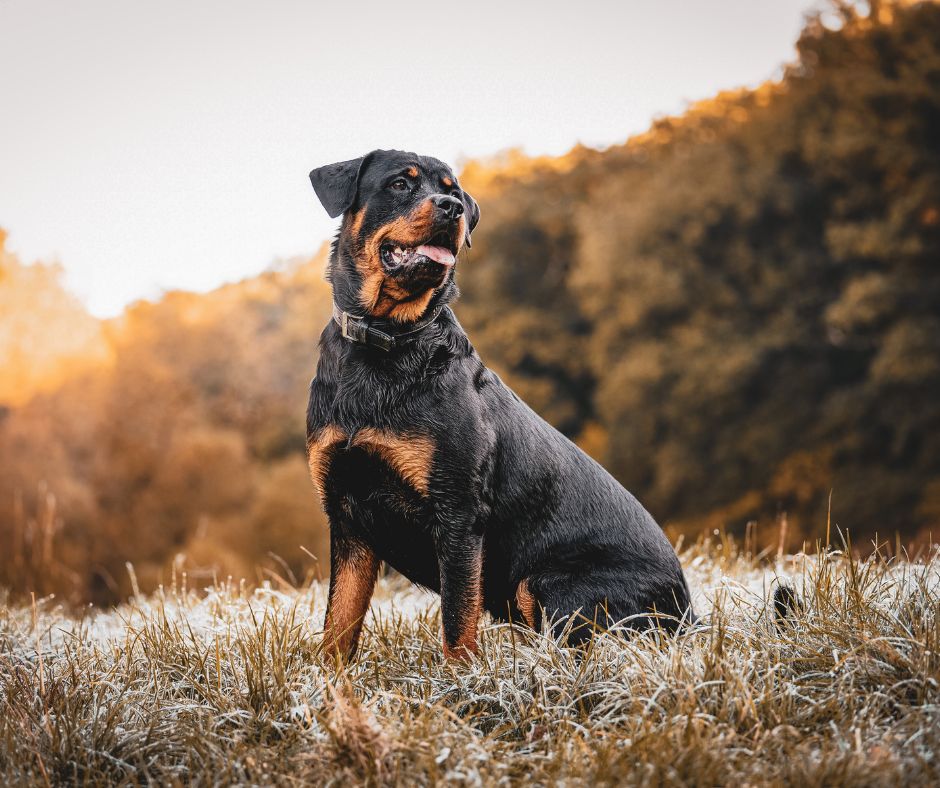 Perros potencialmente peligrosos: qué dice la ley perros potencialmente peligrosos