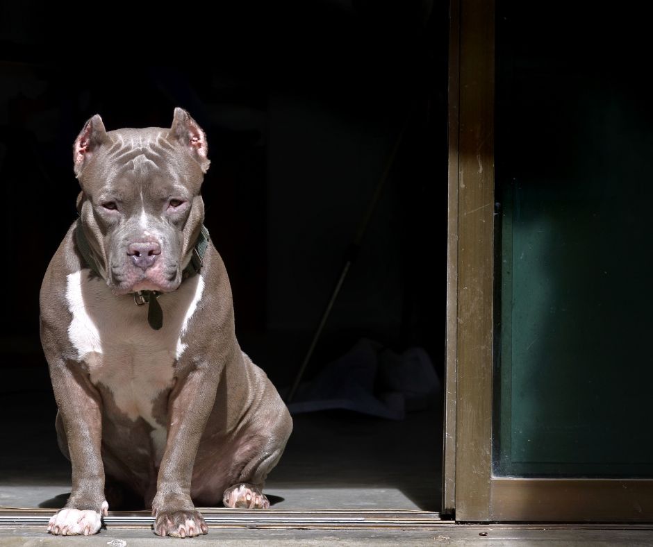 Perros potencialmente peligrosos: qué dice la ley perros potencialmente peligrosos