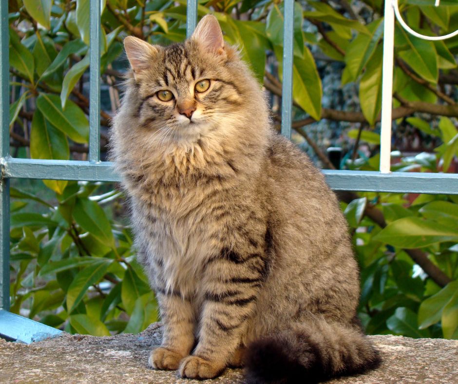 por qué mi gato tiene la barriga colgando