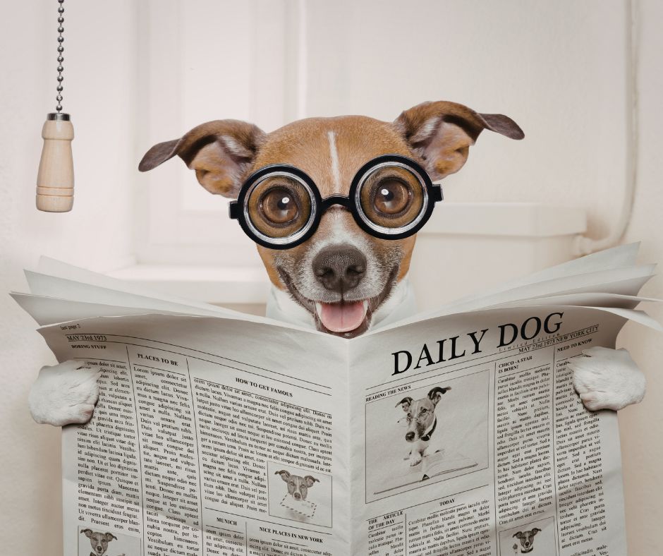 residencia para perros