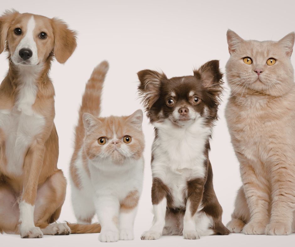 animales para tener en casa