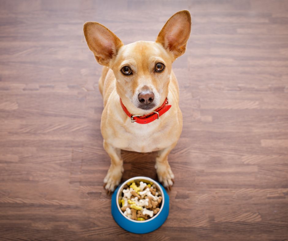 mejores comidas para perro