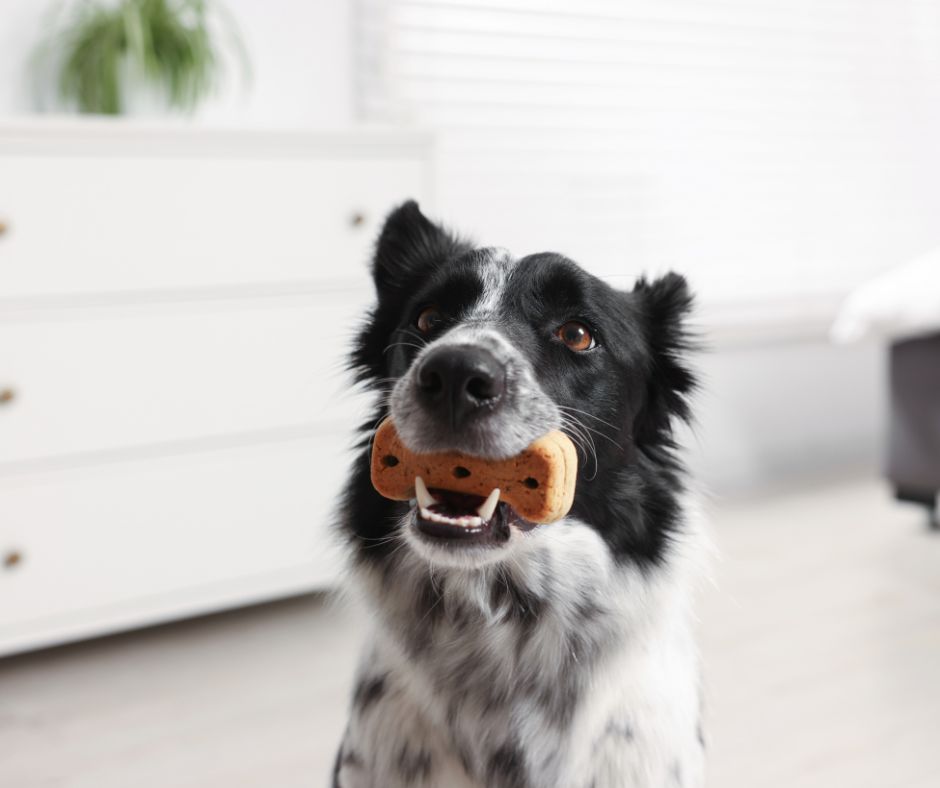 snacks naturales para perros