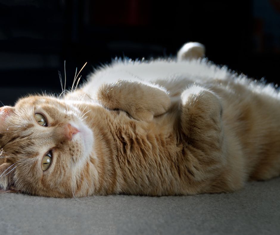 por qué mi gato tiene la barriga colgando